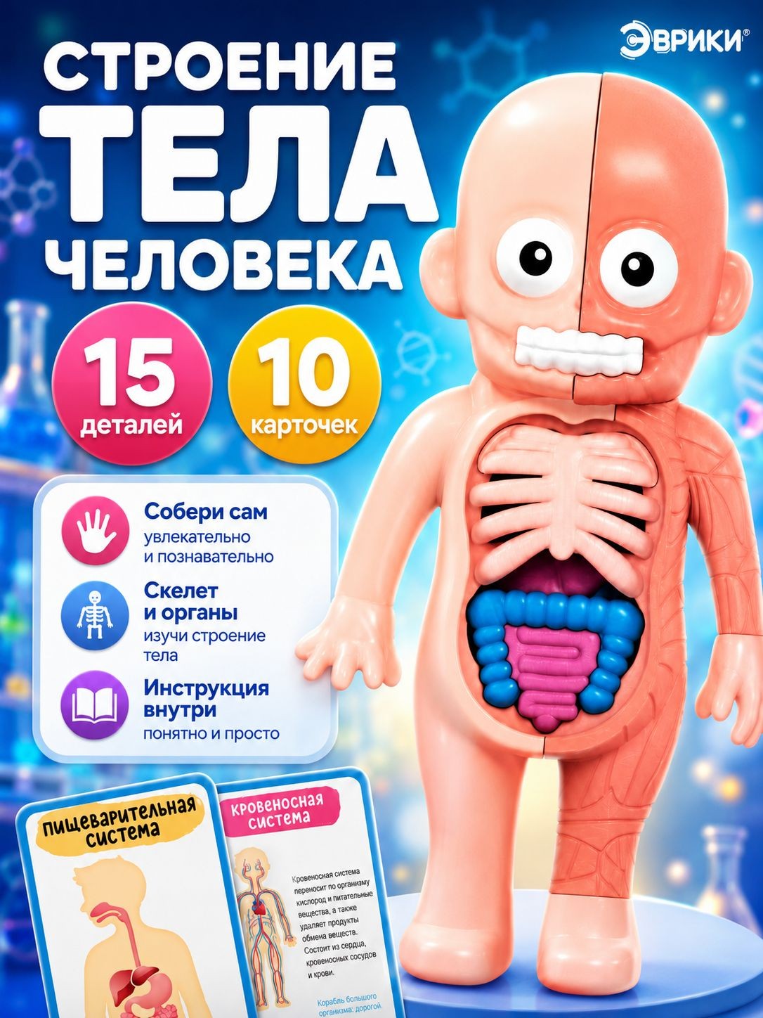 Анатомическая модель, "Строение человека", макет тела 10 обучающих карточек, На фото — предложение продавца